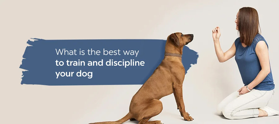 What is the best way to train and discipline your dog?