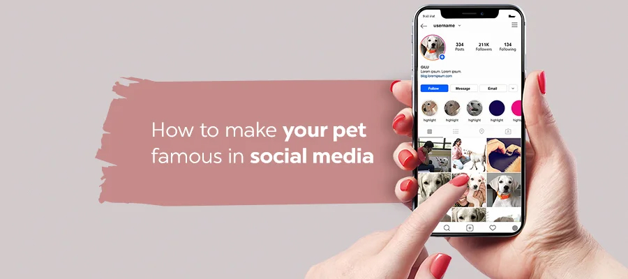 How to make your pet famous on social media