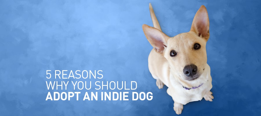 5 Resons Why You Should Adopt An Indie Dog