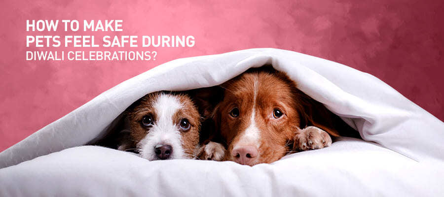 How To Make Pets Feel Safe During Diwali Celebrations