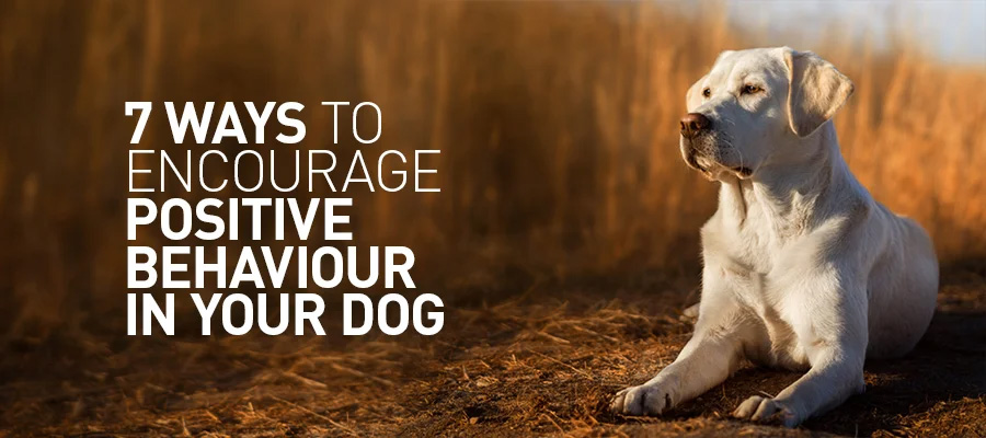 7 Ways to Encourage Positive Behaviour in your Dog