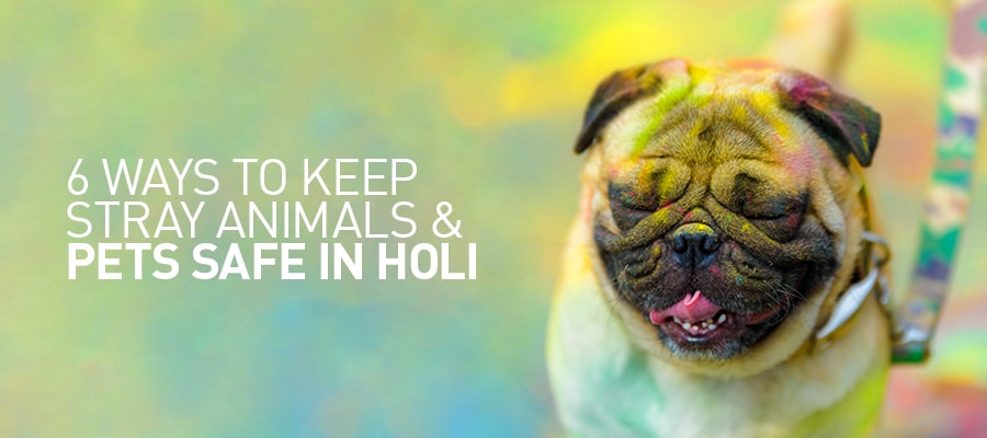 6 Ways to keep Stray Animals & Pets Safe in Holi
